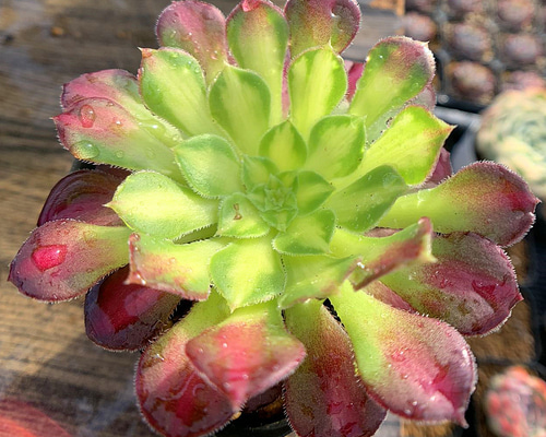 91#多肉植物アエオニウム錦❤️ ハロウィンセッカ ❤️13cm拔き苗 91#多肉植物アエオニウム錦❤️ ハロウィンセッカ ❤️13cm拔き苗