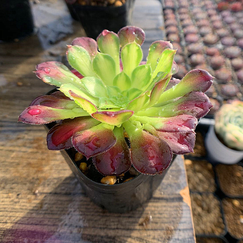 465.多肉植物 寄せ植え アエオニウム属 ホワイトハロウィン錦