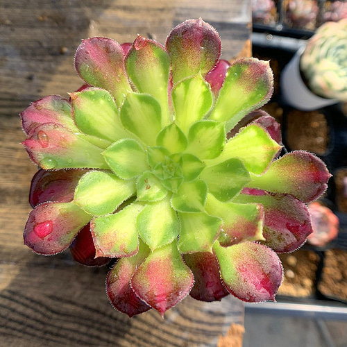 465.多肉植物 寄せ植え アエオニウム属 ホワイトハロウィン錦