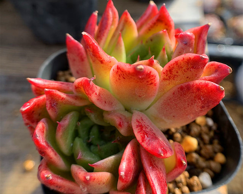 多肉植物 マッコス 大きめ カット苗 5個 エケベリア 【公式通販】