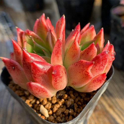 466.多肉植物 寄せ植え エケベリア属 原種エリザベス（2頭）超美苗