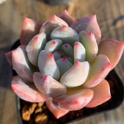 467.多肉植物 寄せ植え エケベリア属 ピンクモンロー 抜き苗 467.多肉植物 寄せ植え エケベリア属 ピンクモンロー 抜き苗