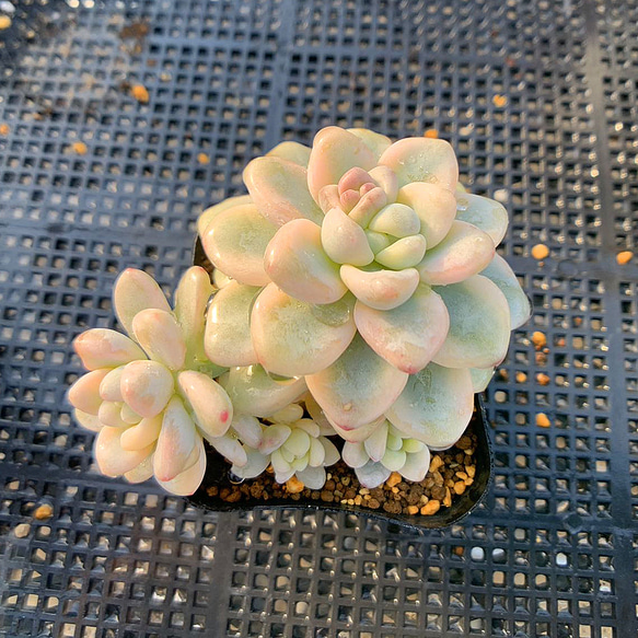 469.多肉植物 寄せ植え エケベリア属 ロッティ錦 美苗 抜き苗 アート