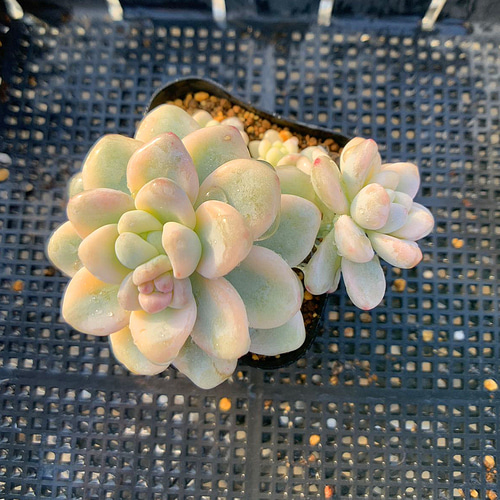 469.多肉植物 寄せ植え エケベリア属 ロッティ錦 美苗 抜き苗 アート