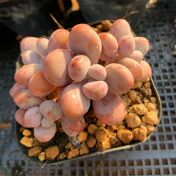 多肉植物膵臓のたまご