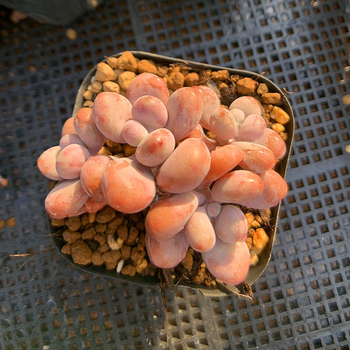 多肉植物　膵臓のたまご 膵臓のたまご：成長記録｜🍀GreenSnap（グリーンスナップ）