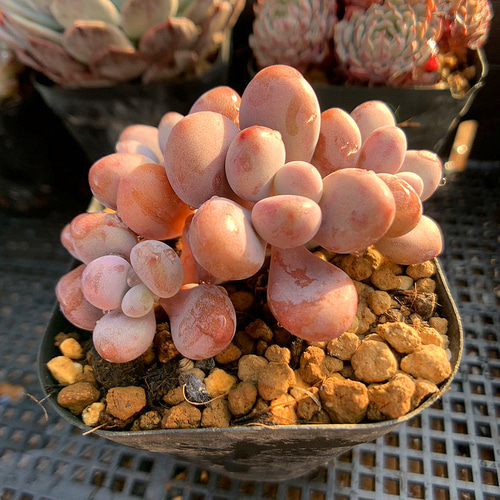 470.多肉植物 寄せ植え 膵臓のたまご（3-4頭）グラプトペタルム