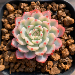 471.多肉植物 寄せ植え エケベリア属 ミニマ錦 超美苗 抜き苗 アート