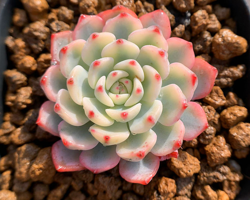 多肉植物　エケベリア swan lake錦　超レア　抜き苗 430a06da7497ccd45fb048f9b05d56