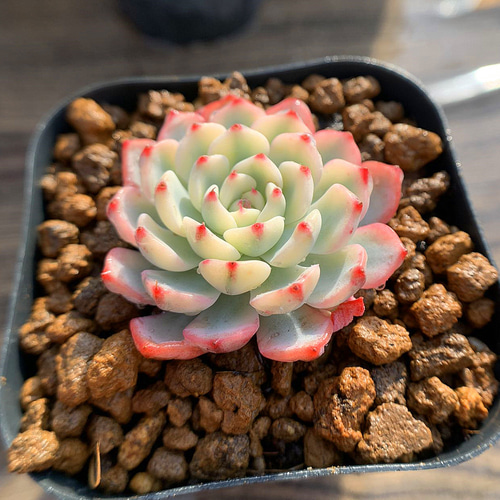 471.多肉植物 寄せ植え エケベリア属 ミニマ錦 超美苗 抜き苗 アート