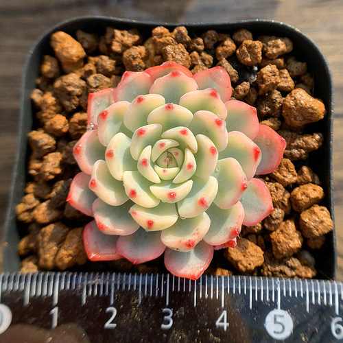 471.多肉植物 寄せ植え エケベリア属 ミニマ錦 超美苗 抜き苗 アート