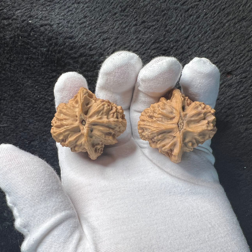 胡桃ちの 初版完結セット(保存用) 胡桃ちの 初版完結セット(保存用) 胡桃ちの 初版完結セット(保存