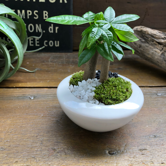 ホワイト♡癒しの森♡パキラの苔庭♡白陶器鉢♡観葉植物♡ 5枚目の画像