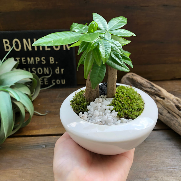 ホワイト♡癒しの森♡パキラの苔庭♡白陶器鉢♡観葉植物♡ 13枚目の画像