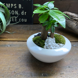 ホワイト♡癒しの森♡パキラの苔庭♡白陶器鉢♡観葉植物♡ 2枚目の画像