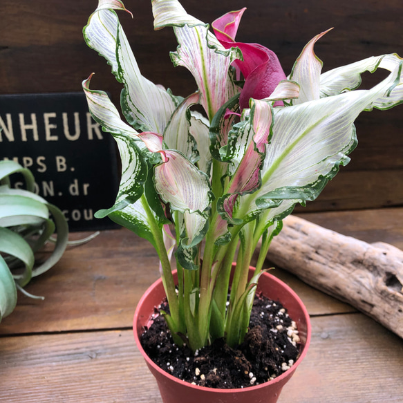 氷のフローズンクィーン♡ 超希少品種♡カラー♡観葉植物♡インテリア 10枚目の画像