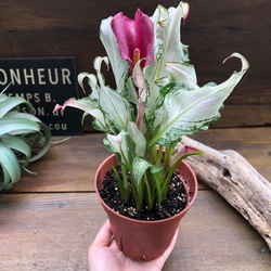 氷のフローズンクィーン♡ 超希少品種♡カラー♡観葉植物♡インテリア 5枚目の画像