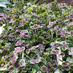 幸せのクローバー♡四つ葉のクローバー♡ガーデニング♡観葉植物 15枚目の画像