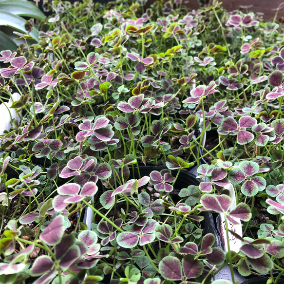 幸せのクローバー♡四つ葉のクローバー♡ガーデニング♡観葉植物 15枚目の画像