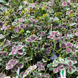 幸せのクローバー♡四つ葉のクローバー♡ガーデニング♡観葉植物 6枚目の画像