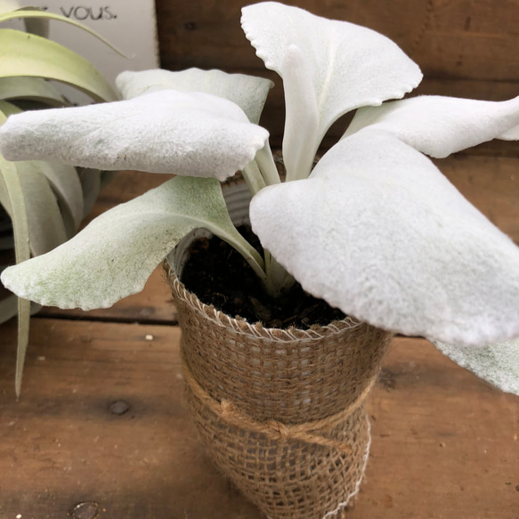 希少♡真っ白♡エンジェルウィング♡天使の羽♡観葉植物♡インテリア 6枚目の画像