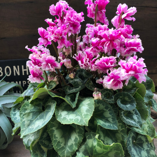 豪華八重咲き♡フェアリーピコ プチダブル フリンジエッジ