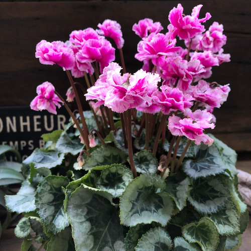 パティ　シクラメン　ピポカ　ローズ　フェアリーピコ　プチダブル　２鉢セット 豪華八重咲き♡フェアリーピコ プチダブル フリンジエッジ♡シクラメン