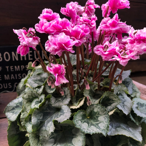 豪華八重咲き♡フェアリーピコ プチダブル フリンジエッジ♡シクラメン