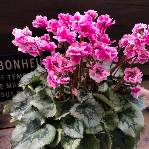 豪華八重咲き♡フェアリーピコ プチダブル フリンジエッジ