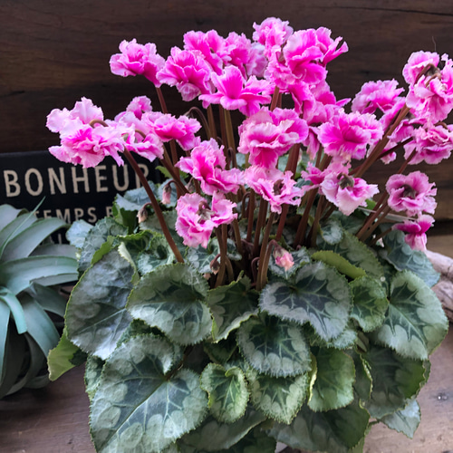 豪華八重咲き♡フェアリーピコ プチダブル フリンジエッジ♡シクラメン