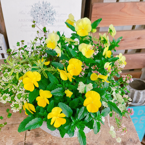 ビオラの寄せ植えリース⭐︎黄色系
