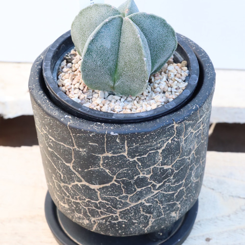 アストロフィツム ランポー玉 アートフラワー bloom town 通販