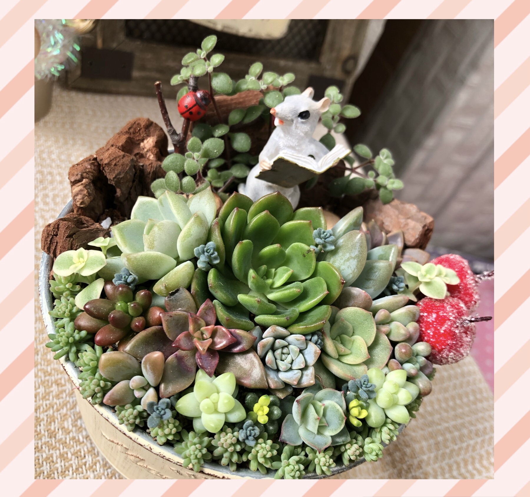 すーさん様　多肉植物棚　GAI-702TZ 多肉棚 | CAINZ DIY Square