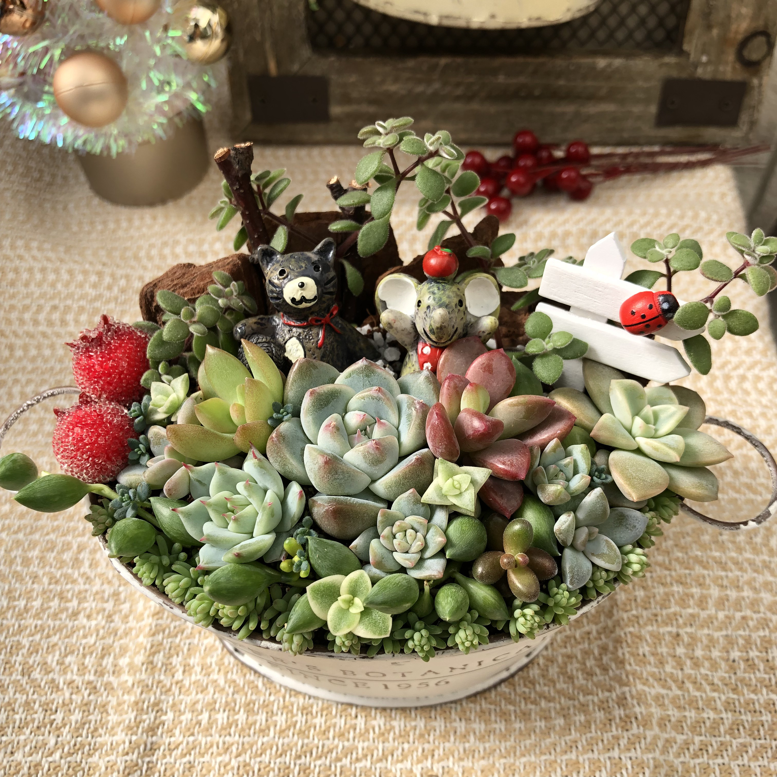 多肉植物寄せ植え♡♡仲良し小鳥さんみんなでお出かけ❤ 【公式通販】