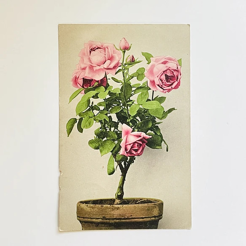 アンティークポストカード5種セット 薔薇 バラの花(写真 アンティークポストカード5種セット 薔薇 バラの花(写真