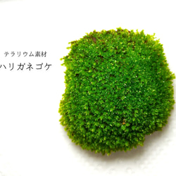 苔テラリウム完成品 苔テラリウム 苔ボトル ホソバオキナゴケ ホソバオキナゴケ 苔パック | 苔テラリウム専門店Feel The Garden