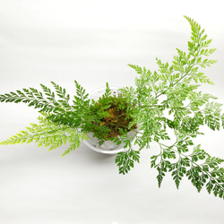 タチシノブ　シダ植物 3枚目の画像