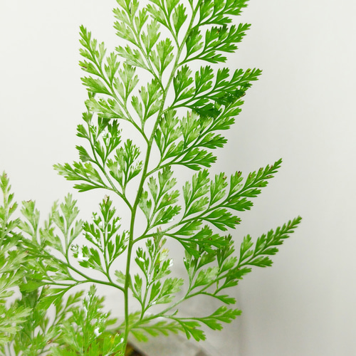 タチシノブ シダ植物 その他素材 earth green 通販 15046130｜Creema