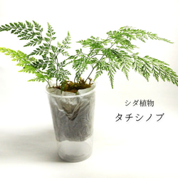 タチシノブ　シダ植物 1枚目の画像