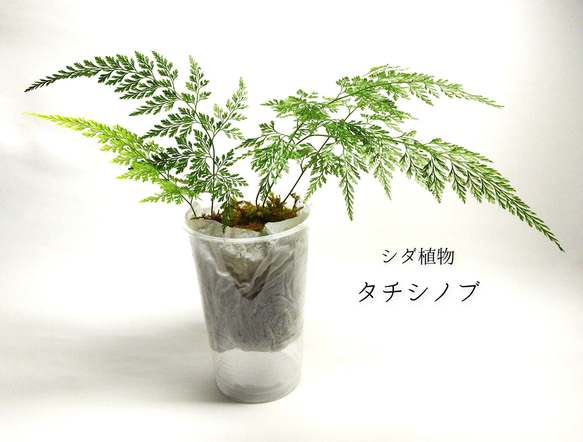 タチシノブ　シダ植物 1枚目の画像