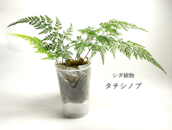 タチシノブ シダ植物 その他素材 earth green 通販 15046130