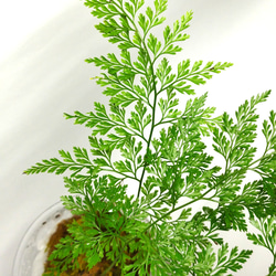 タチシノブ　シダ植物 5枚目の画像