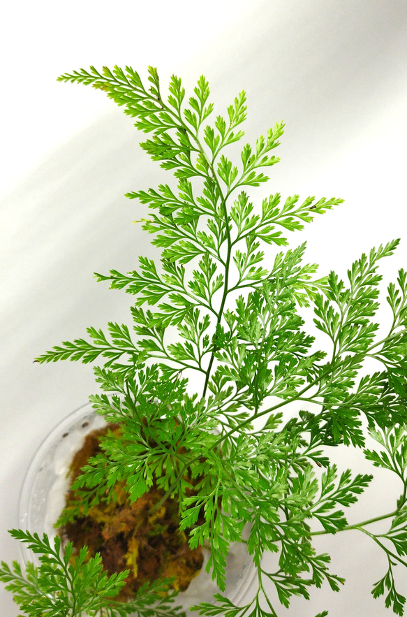 タチシノブ　シダ植物 5枚目の画像