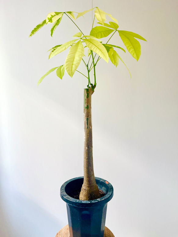 【11/17撮影】極希少 パキラムーンライト #163 接ぎ木 観葉植物 大型