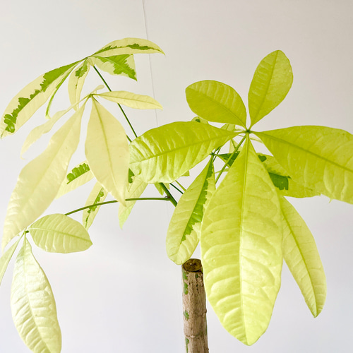 11/17撮影】極希少 パキラムーンライト #163 接ぎ木 観葉植物 大型