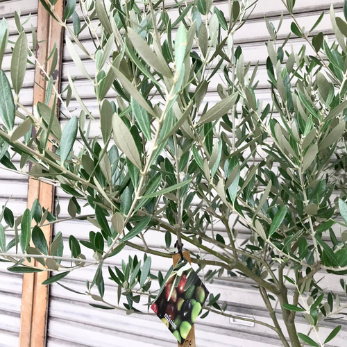 オリーブの木 Oli-me（オリーミー） ネバディロブランコ×ミッション 8