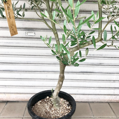 オリーブの木 Oli-me（オリーミー） ネバディロブランコ×ミッション 8