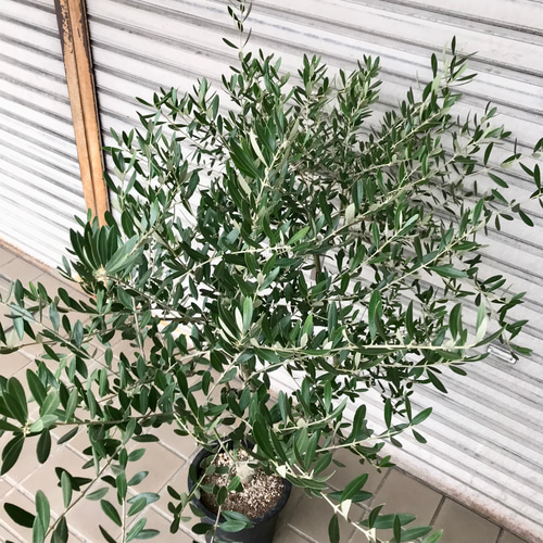 オリーブの木 Oli-me（オリーミー） ネバディロブランコ×ミッション 8