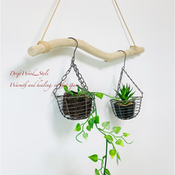 流木インテリア うねる枝の天然流木のハンガー フック無し 流木ハンガー ハンギング ウォールデコ 北欧 No.149 2枚目の画像