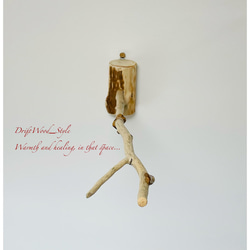 流木インテリア 先端がY字の枝の大サイズ小鳥の止まり木 インコの壁掛けパーチ ニームパーチ ピン止めタイプ N8 7枚目の画像